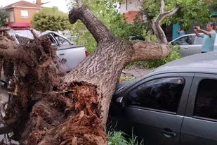 Árboles caídos y autos destrozados por un fuerte temporal en Mar del Plata  - LA NACION