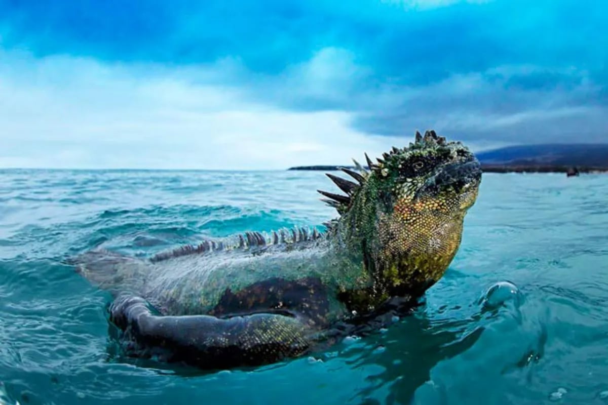 Científicos descubren el secreto de las Islas Galápagos para mantener