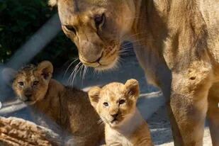 República Checa: nacieron tres leones de una subespecie africana casi  extinta - LA NACION
