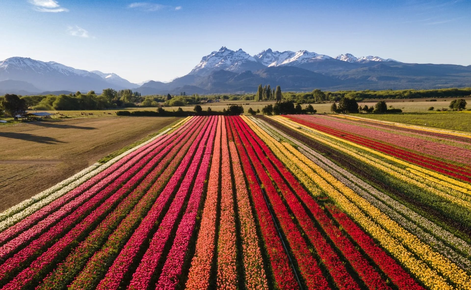 El increíble campo de tulipanes que es un boom turístico - LA NACION