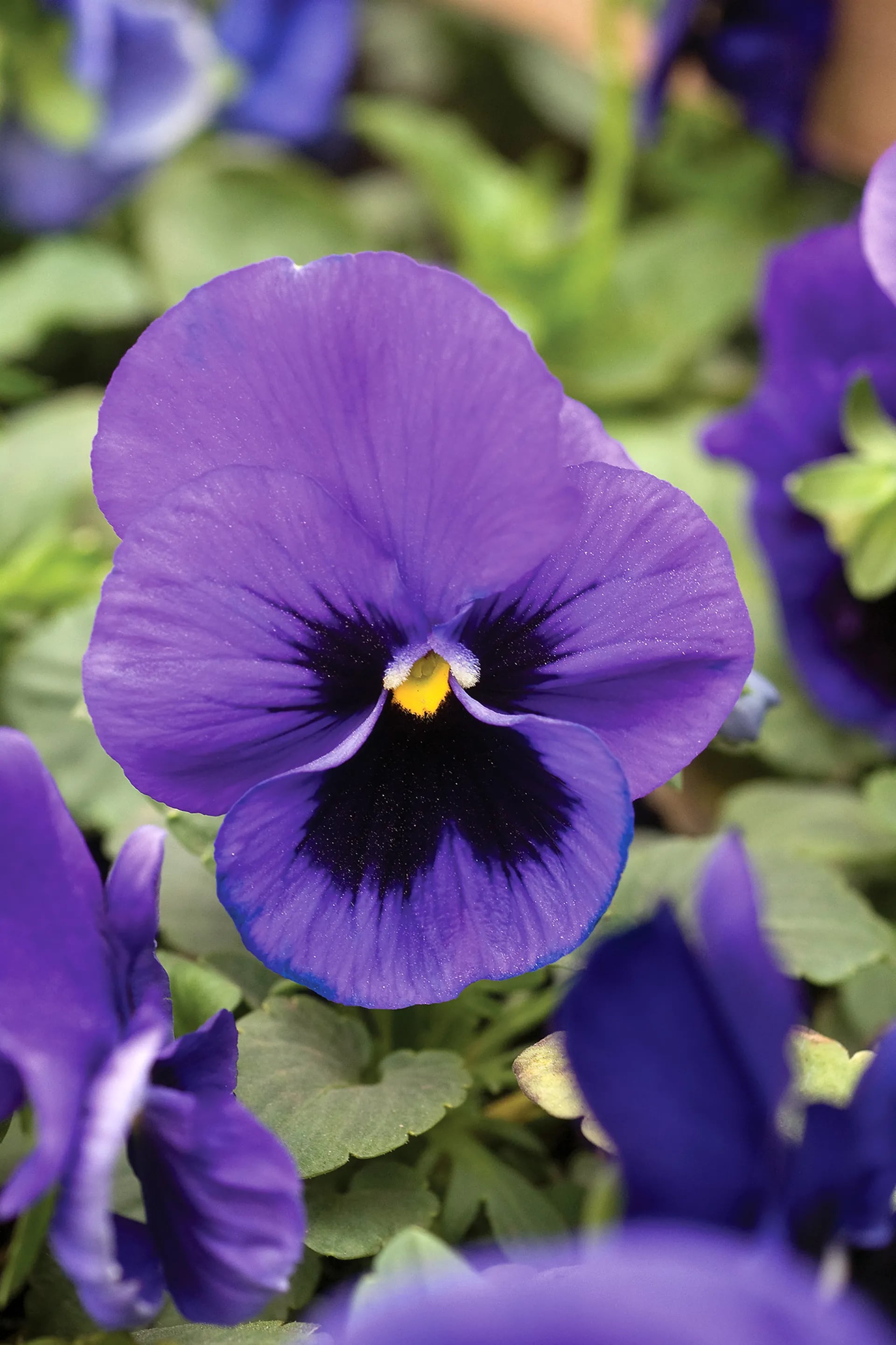 Huerta de otoño: cuatro flores comestibles para sumar color a tus platos -  LA NACION