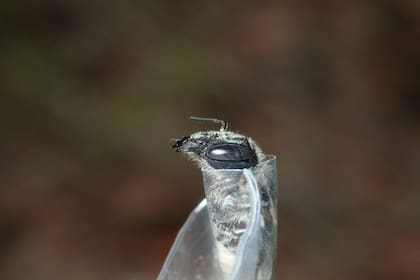 Después de capturar una abeja, los investigadores la colocan en una bolsa de plástico con un agujero para fotografiar su cabeza antes de soltarla