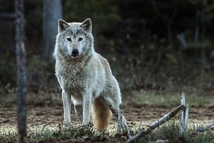 02-12-2021 El lobo noruego-sueco probablemente se haya ido para siempre. La población actual desciende de los lobos finlandeses que emigraron después de que exterminamos a nuestros propios lobos hace unos 50 años. POLITICA INVESTIGACIÓN Y TECNOLOGÍA PER HARALD OLSEN, NTNU