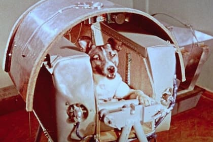 03-11-2020 Se cumplen 64 años del primer ser vivo espacial: la perra Laika.  Este 3 de noviembre se cumplen 64 años del lanzamiento del primer ser vivo al espacio, la famosa perra Laika, que el programa espacial soviético recluyó en la nave Suptnik 2.  POLITICA INVESTIGACIÓN Y TECNOLOGÍA NASA