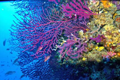 07/06/2021 Arrecife de coral. Especie Paramuricea clavata coralligeno. EUROPA ESPAÑA SOCIEDAD LORENZO MEROTTO/ WWF