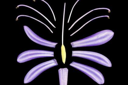 17-09-2021 Una flor de lirio africano (Agapanthus africanus) se divide en partes componentes. POLITICA INVESTIGACIÓN Y TECNOLOGÍA ANDREW LESLIE