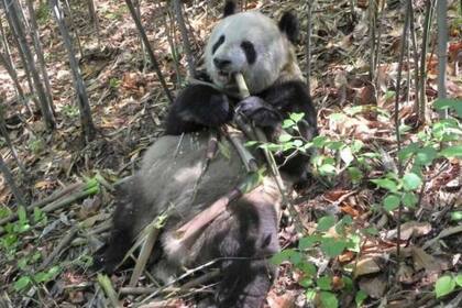18-01-2022 Bacterias intestinales ayudan al herbívoro panda a estar rollizo  .  El panda gigante se alimenta exclusivamente de bambú fibroso, y aun así se mantiene regordete y saludable gracias a bacterias intestinales presentes en este animal.  POLITICA INVESTIGACIÓN Y TECNOLOGÍA FUWEN WEI