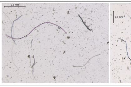 18-02-2022 Imagen de microfibras de plástico detectadas en el océano Asutral en un estudio de la Universidad Nacional de Córdoba (Argentina) y el Institut de Ciències del Mar de Barcelona (ICM-CSIC) SOCIEDAD ICM-CSIC