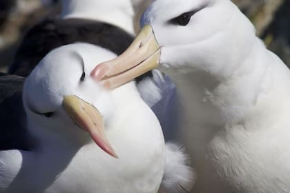 20-01-2022 Pareja de albatros.  Las inmersiones de los albatros persiguiendo presas alcanzan profundidades que pueden superar los 19 metros, el doble de lo estimado antes, según un nuevo estudio publicado en Current Biology.  POLITICA INVESTIGACIÓN Y TECNOLOGÍA UNIVERSIDAD DE OXFORD