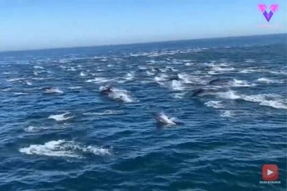 23-12-2021 Un centenar de delfines viajan a gran velocidad por el océano SOCIEDAD YOUTUBE - VIDELO - @MISS_JESSKA_LYNN