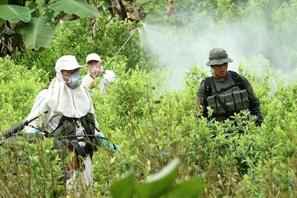 27/09/2018 Imagen de archivo de una plantación de coca en Colombia SUDAMÉRICA COLOMBIA POLÍTICA POLICÍA NACIONAL DE LOS COLOMBIANOS