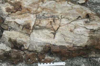 28-09-2021 Cuarcita con restos de animales excavadores. La escala está marcada en centímetros..  Geólogos han encontrado explicación a desconcertantes perforaciones como de crustáceos en arena descubiertas en rocas de cuarcita mil millones de años anteriores a los animales más antiguos.  POLITICA INVESTIGACIÓN Y TECNOLOGÍA STEFAN BENGTSON/SWEDISH MUSEUM OF NATURAL HISTORY