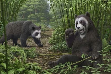 30/06/2022 Los pandas ya comían bambú hace seis millones de años.  Las primeras evidencias fósiles de un sexto dedo similar al pulgar utilizado por los pandas gigantes y sus ancestros para agarrar el bambú indican que el bambú ya era su dieta hace 6 millones de años.  POLITICA INVESTIGACIÓN Y TECNOLOGÍA MAURICIO ANTÓN.
