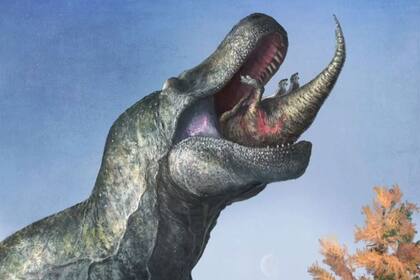 31/03/2023 Un Edmontosaurus juvenil desaparece en la enorme boca con labios de Tyrannosaurus. POLITICA INVESTIGACIÓN Y TECNOLOGÍA DR MARK WITTON