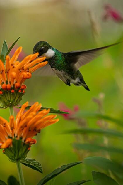 El increíble jardín de colibríes inspirado en Michelle Obama que se esconde en Cariló