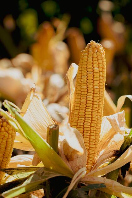 Alta performance y versatilidad. En una campaña compleja para los productores, se alza un nuevo híbrido de maíz de alto potencial