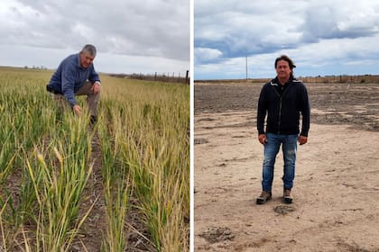 A la izquierda, José Luis Roca en un cultivo de trigo; a la derecha, Gabriel Pellizzon en un lote que quedó sin sembrar
