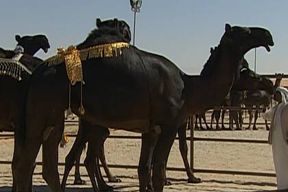 A los camellos que concursaron en el popular certamen de Arabia Saudita les aplicaron bótox, siliconas y hormonas (Foto: Captura de video)