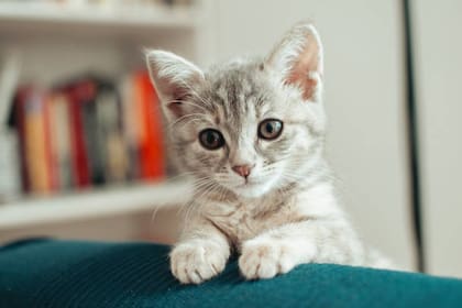 Además de alimento seco y un arenero, hay otras cosas fundamentales que se deben tener en casa para asegurar el bienestar de un gato recién adoptado (Foto: iStock)