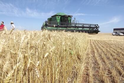 Además de soja y maíz, Brasil también apunta al trigo