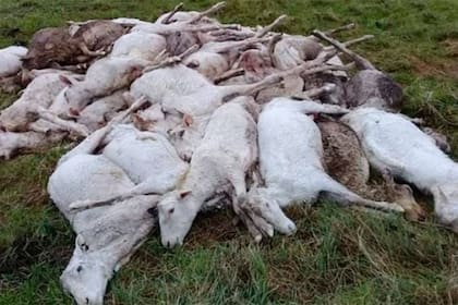 Alrededor de 3500 ovejas murieron de hipotermia en Corrientes