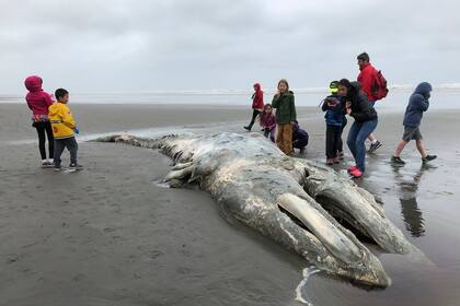 ARCHIVO - En esta foto del 24 de mayo de 2019, maestros y estudiantes de la Escuela Montessori del Noroeste en Seattle examinan el cadáver de una ballena gris después de que el mar lo arrojara a la costa de la Península Olímpica, en el Parque Nacional Olímpico, en Washington. (AP Foto/Gene Johnson, archivo)