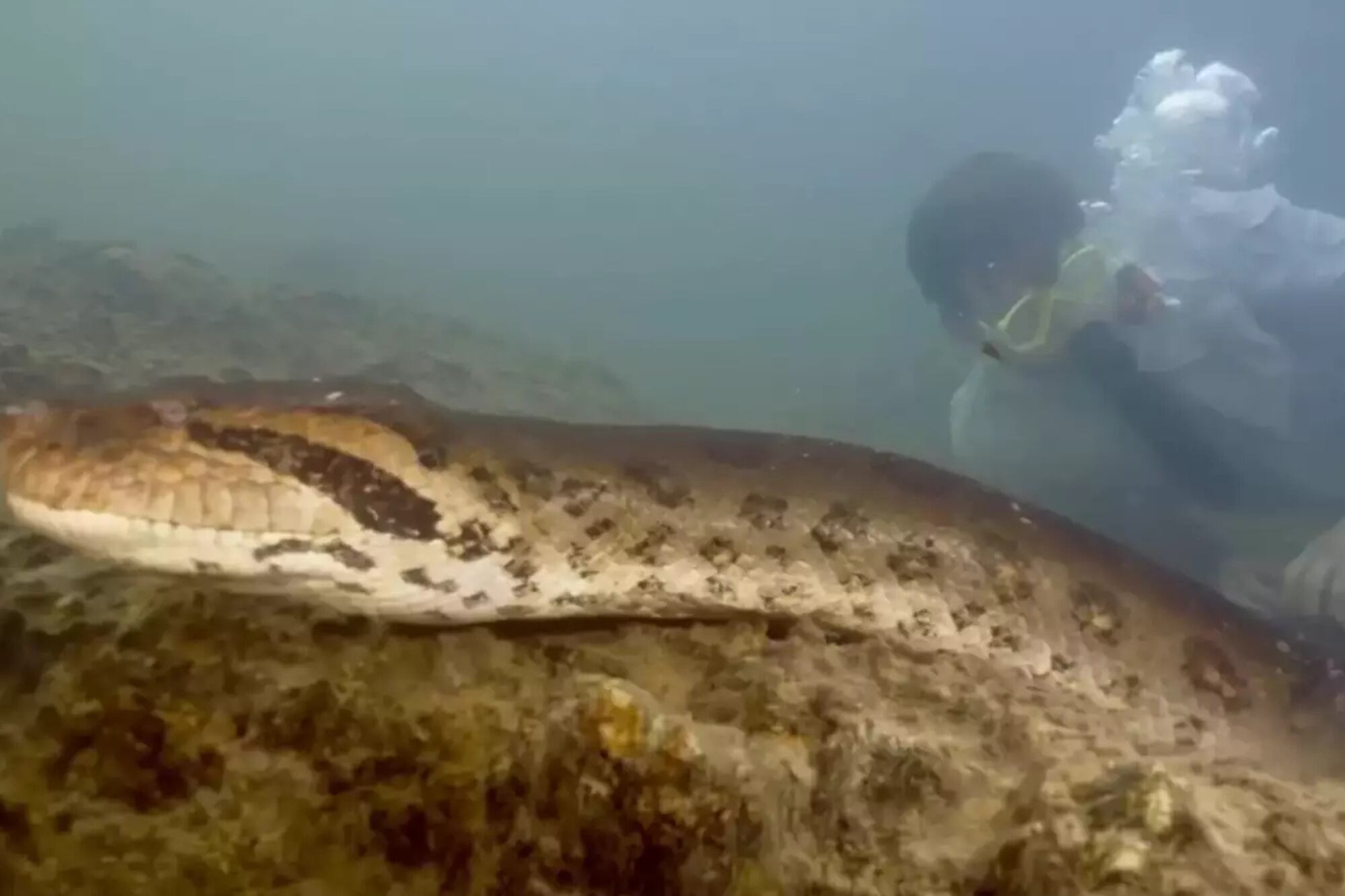 Así era el animal colosal del Amazonas que murió a manos de cazadores furtivos