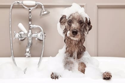 Aunque se recomienda observar la higiene de las mascotas, en ocasiones, un fuerte olor puede provenir de otras causas que no son la suciedad