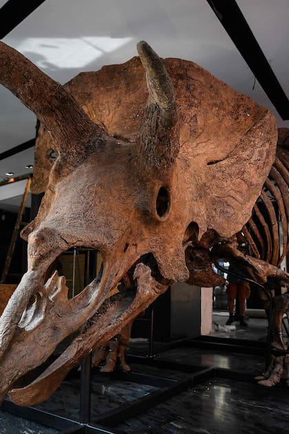 "Big John", el triceratops más grande conocido, de más de 66 millones de años y con un esqueleto de 8 metros de largo, se exhibe en París hasta el 20 de octubre, antes de una subasta al día siguiente en el Hotel Drouot