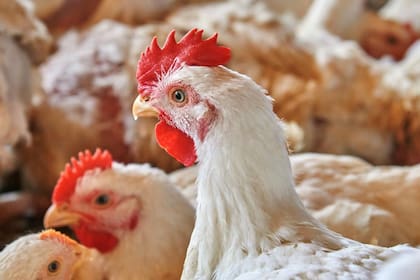 Buscan evitar que la influenza aviar llegue al sector de granjas comerciales