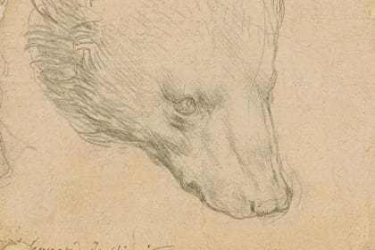 Cabeza de oso, de Leonardo da Vinci