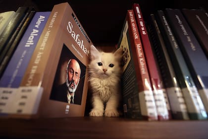 Cada cultura tiene su manera de vincularse con los felinos; en el Occidente actual reinan en las redes sociales, en Japón los veneran y en esta biblioteca de Bursa, Turquía, son huéspedes permanentes