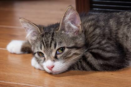 Cat Pain Detector es un sitio japonés que analiza el rostro de tu gato para determinar si tiene dolor o molestias