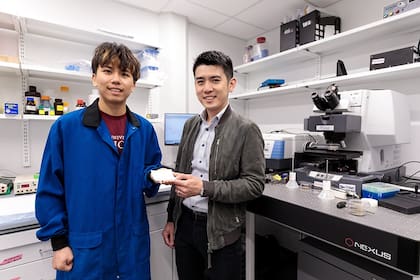 Chenxi Sui (izquierda), candidata a doctorado de la Escuela Pritzker de Ingeniería Molecular de la Universidad de Chicago, y el profesor adjunto Po-Chun Hsu muestran el nuevo tejido