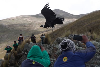 Científicos y periodistas ven la liberación de un cóndor andino por parte de veterinarios bolivianos en las afueras de Choquekhota, Bolivia, como parte de un programa gubernamental de conservación