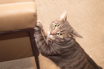 Cómo evitar que los gatos arañen los muebles o sillones de tu casa