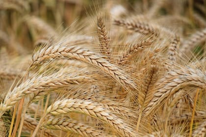 Con buenas perspectivas, el avance de la cosecha de trigo en Estados Unidos deprime los precios