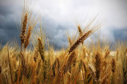 Con la esperanza de un clima más favorable para los cultivos, el trigo puede ser una buena opción en el ciclo 2023/2024