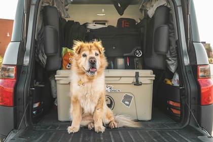 Consejos para una experiencia segura y feliz a la hora de viajar con un perro en automóvil o en avión