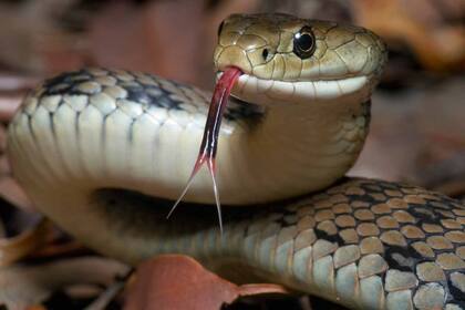 ¿Cuáles son los olores que atraen a las serpientes?