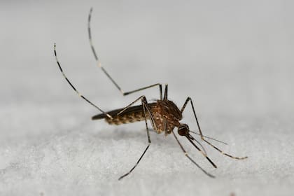 Culex, el mosquito vector del Virus del Nilo (Archivo)
