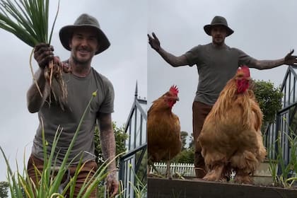 David Beckham mostró su faceta de granjero y revolucionó las redes por una reacción de las gallinas
