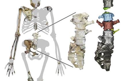 De descubrió que el Australopithecus sediba caminaba como un humano pero, también, trepaba como un simio
