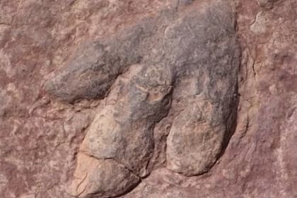 Descubrimiento extraordinario: arqueólogos encuentran en China más de 400 huellas fosilizadas de dinosaurios