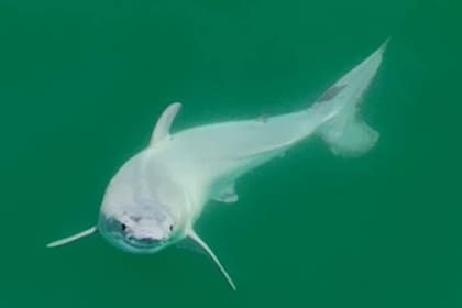 Desde el aire pudieron captar al pequeño ejemplar de tiburón blanco en las costas de California