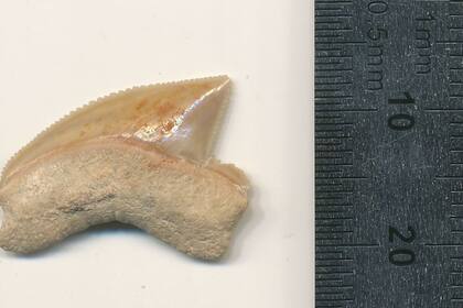 Diente de Squalicorax fosilizado del sitio de excavación de Jerusalén