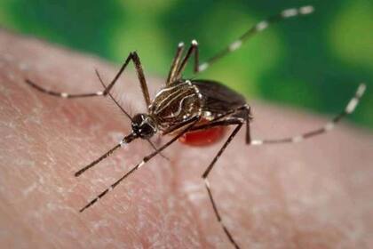 El Aedes aegypti, que antes tenía una fuerte presencia en las provincias del norte, hoy se expande por toda la Argentina
