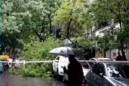 El árbol bloquea el acceso a la Avenida Olazábal, una de las principales arterias del barrio porteño de Belgrano