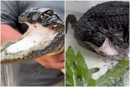 El caimán rescatado en septiembre muestra una mejoría
