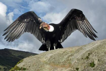 El condor andino habita en América del Sur y se lo considera pariente del cóndor californiano